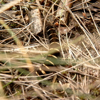 simg6350.jpg